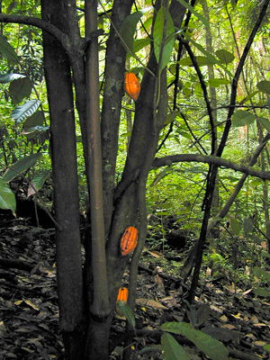 Шоколадное дерево с плодами