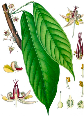 Какао. Листья и цветы.Ботаническая иллюстрация из книги «Köhler’s Medizinal-Pflanzen», 1887