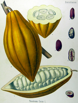 Какао. Плод. Ботаническая иллюстрация из книги «Köhler’s Medizinal-Pflanzen», 1887